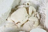 Fossil Crab (Potamon) Preserved in Travertine - Turkey #145056-4